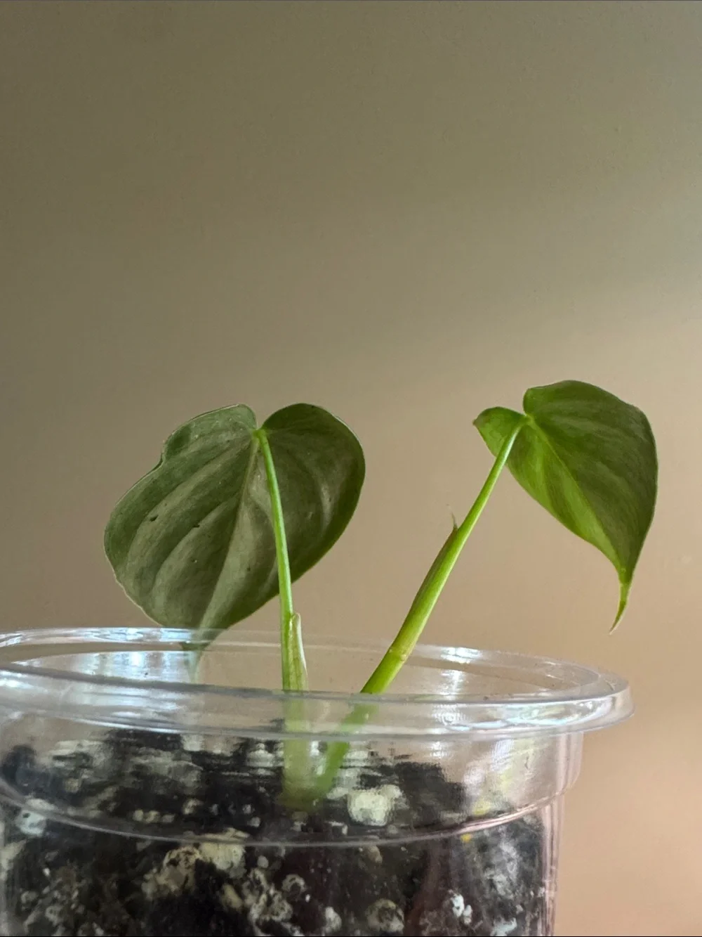 N/A healthy rooted